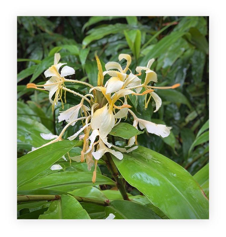 white flower